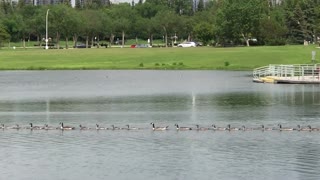 Long Train of Geese