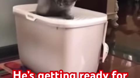Funny Cat Meme #cats