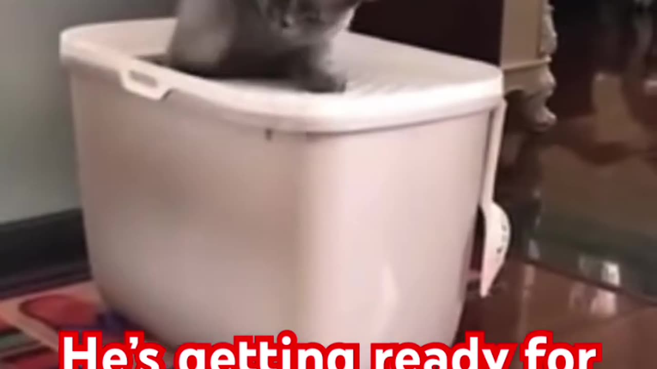 Funny Cat Meme #cats