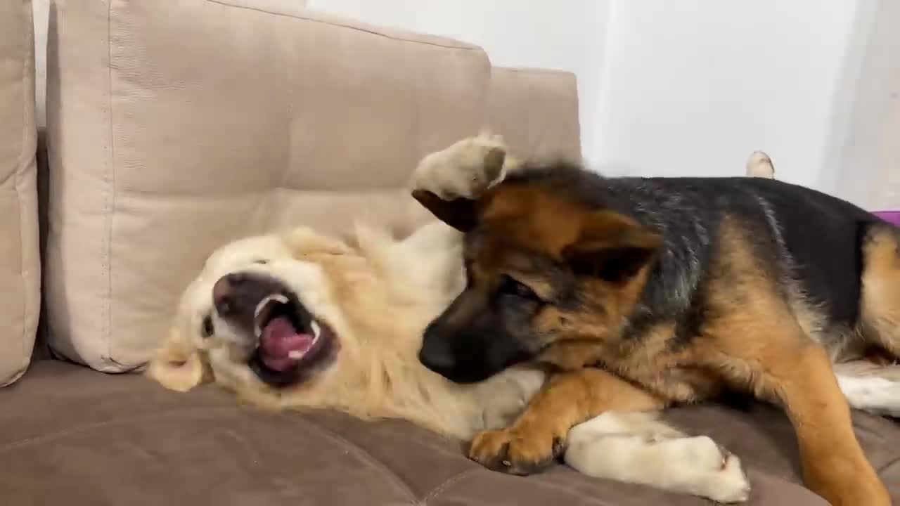 How the Golden Retriever and the German Shepherd Became Best Friends [Compilation]