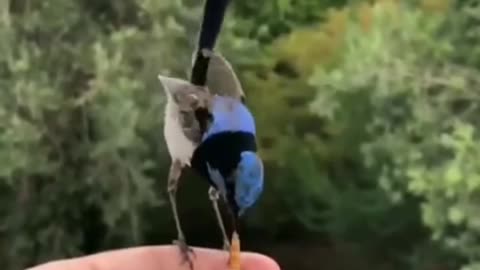 Feed a bird