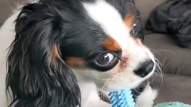 Hugo the Cavalier loves his Nylabone. What toy does your dog love?