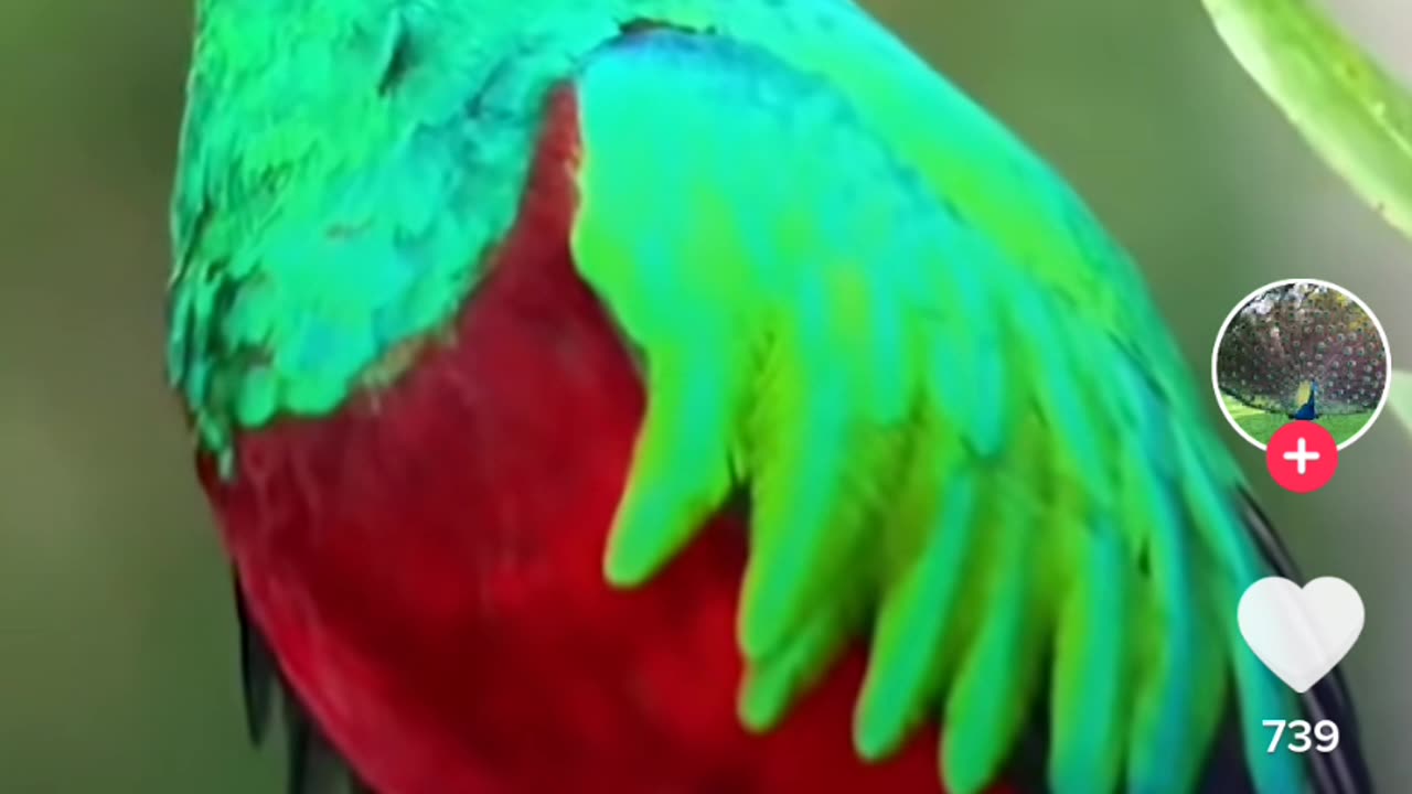 Beautiful bird voice