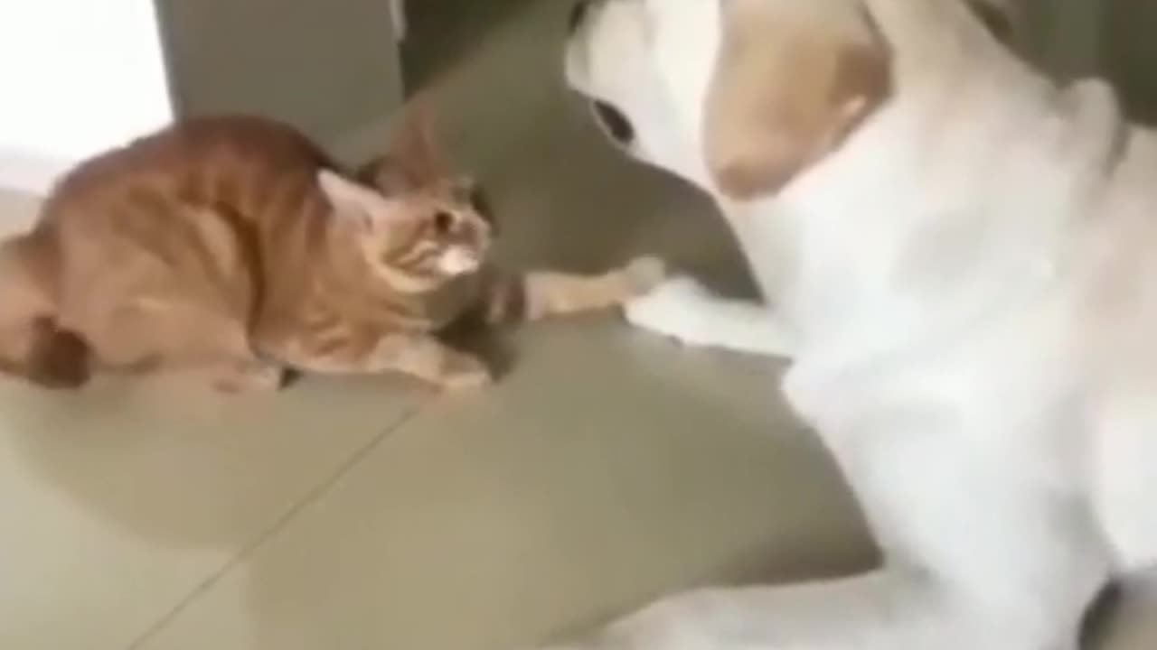 Funny Cat vs Dog Fight.