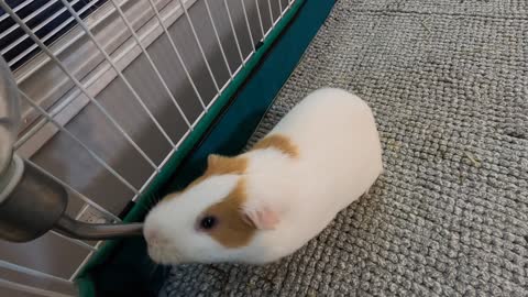 Butternut the friendly guinea pig