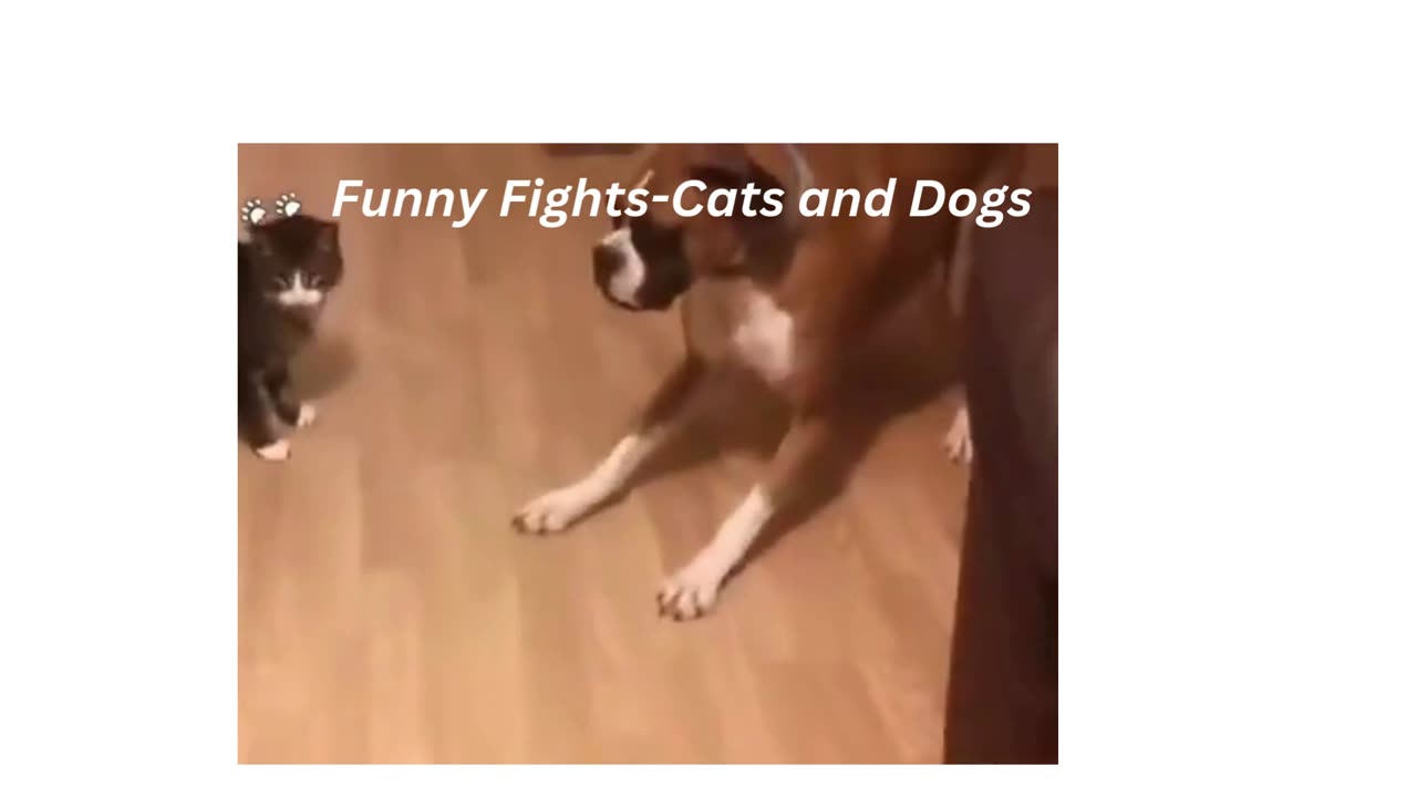 Cat and Dog / Funny Fight