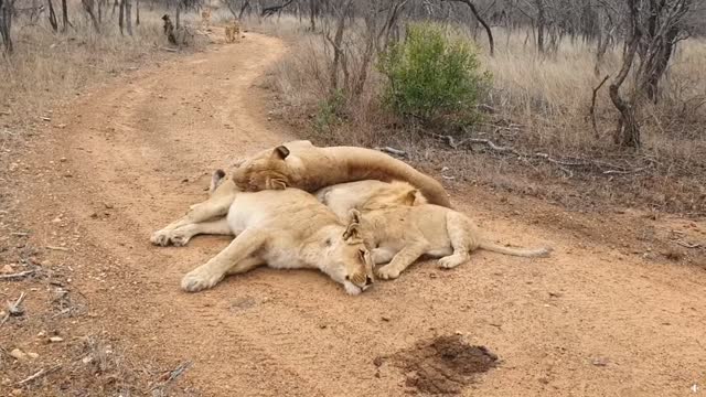 Lion & lioness acting cute in the savannah in Africa