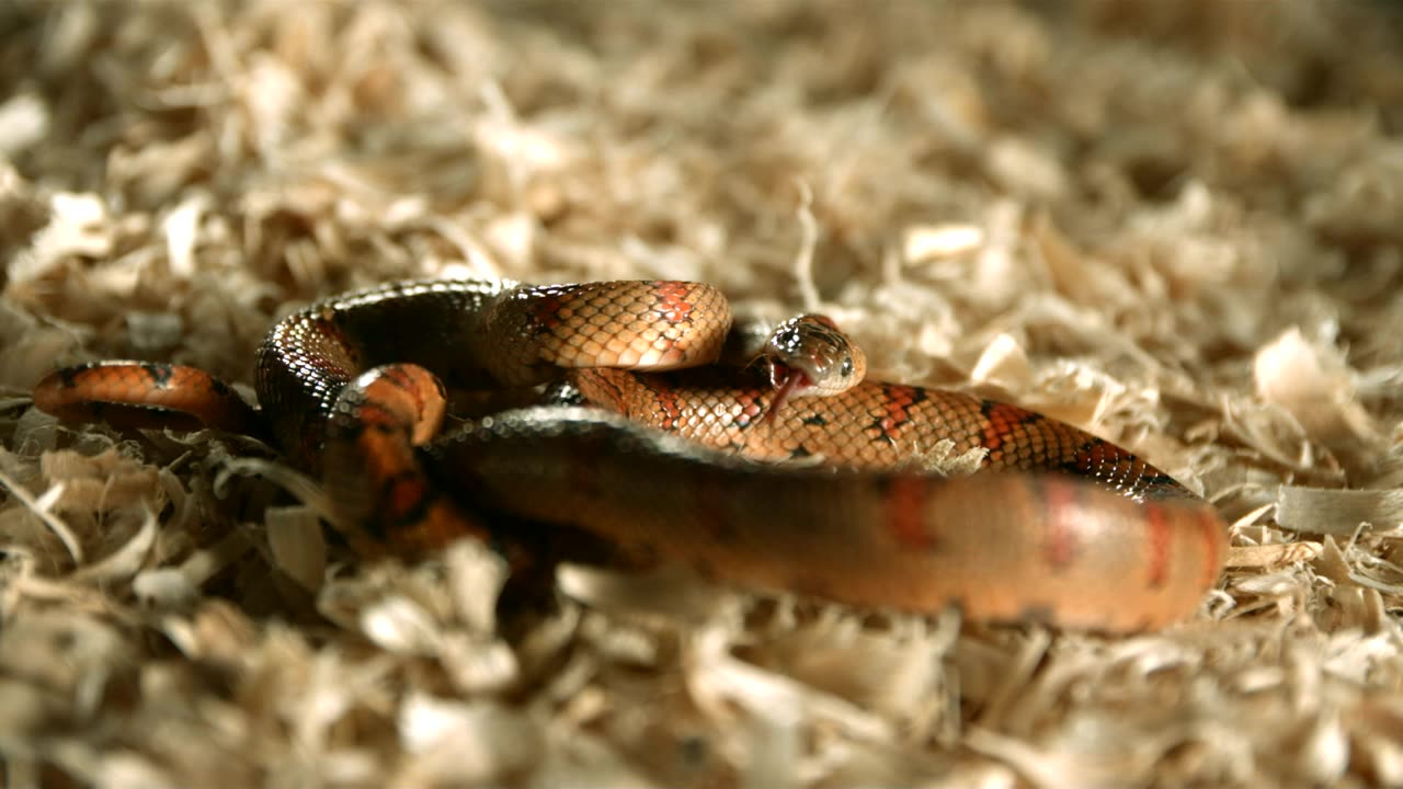 Red snake sticking out its tongue in slow motion