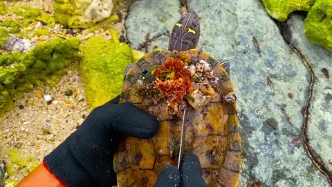 Lucky sea turtle were rescued in time to remove barnacles and the net clinging to the shell