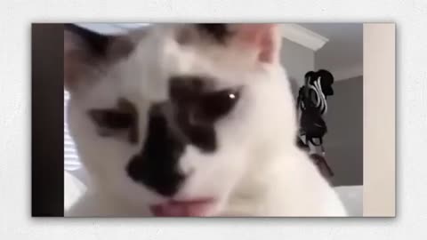 Cats 🐈 funny clips | weird and Abhishek 🤣 😂