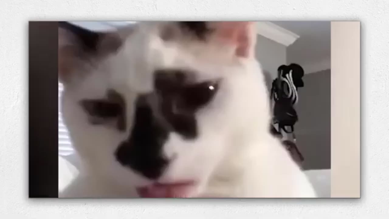 Cats 🐈 funny clips | weird and Abhishek 🤣 😂