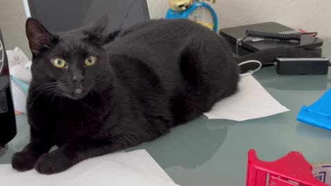 Adopting a Cat from a Shelter Vlog - Cute Precious Piper is an Office Desk Supply Inspector