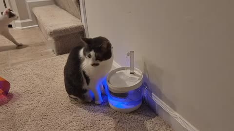 Cat Drinks Fountain Water