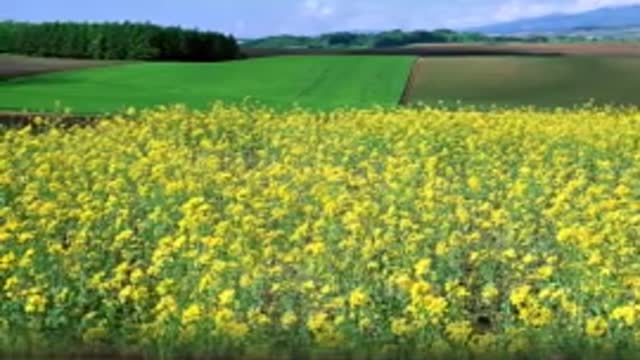 I am a small rape flower yellow, living in the hometown of the beautiful river