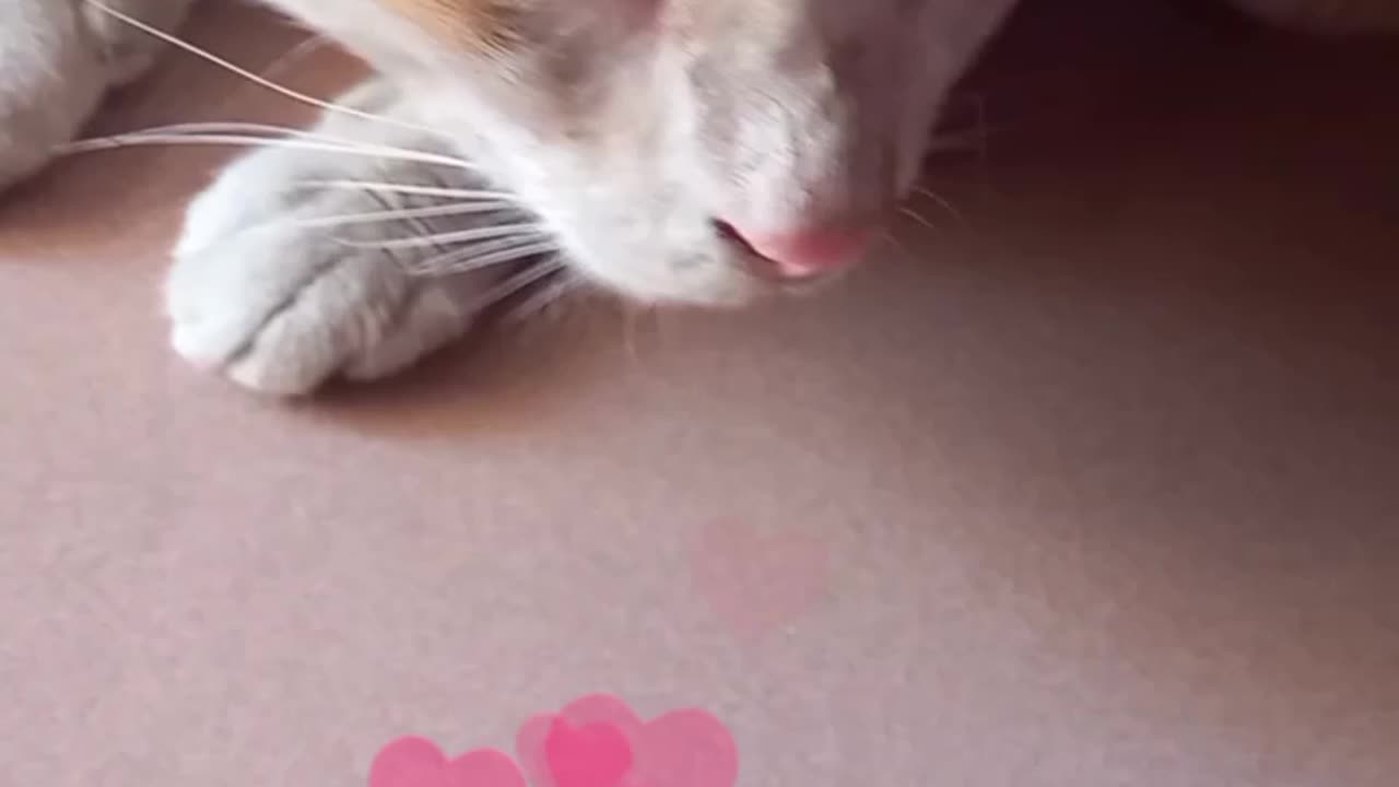 cat video/cat silent reaction