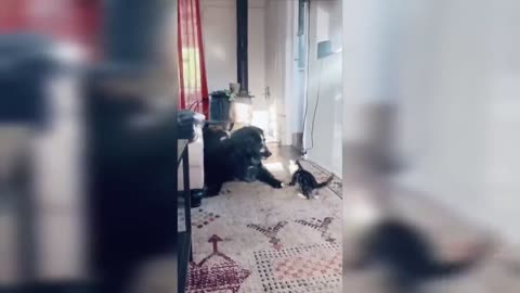 Funny Dog Video
