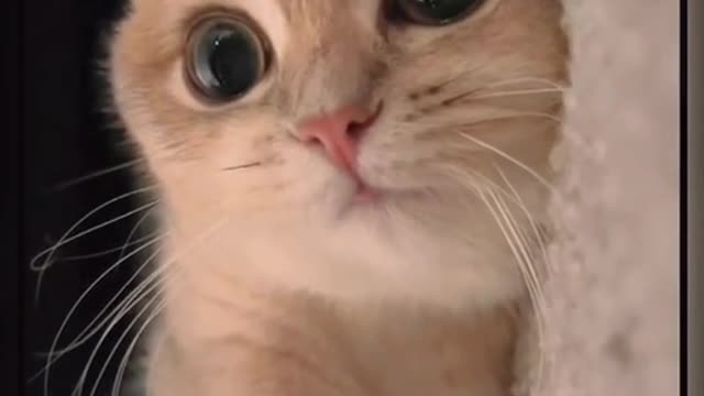 A cute cat