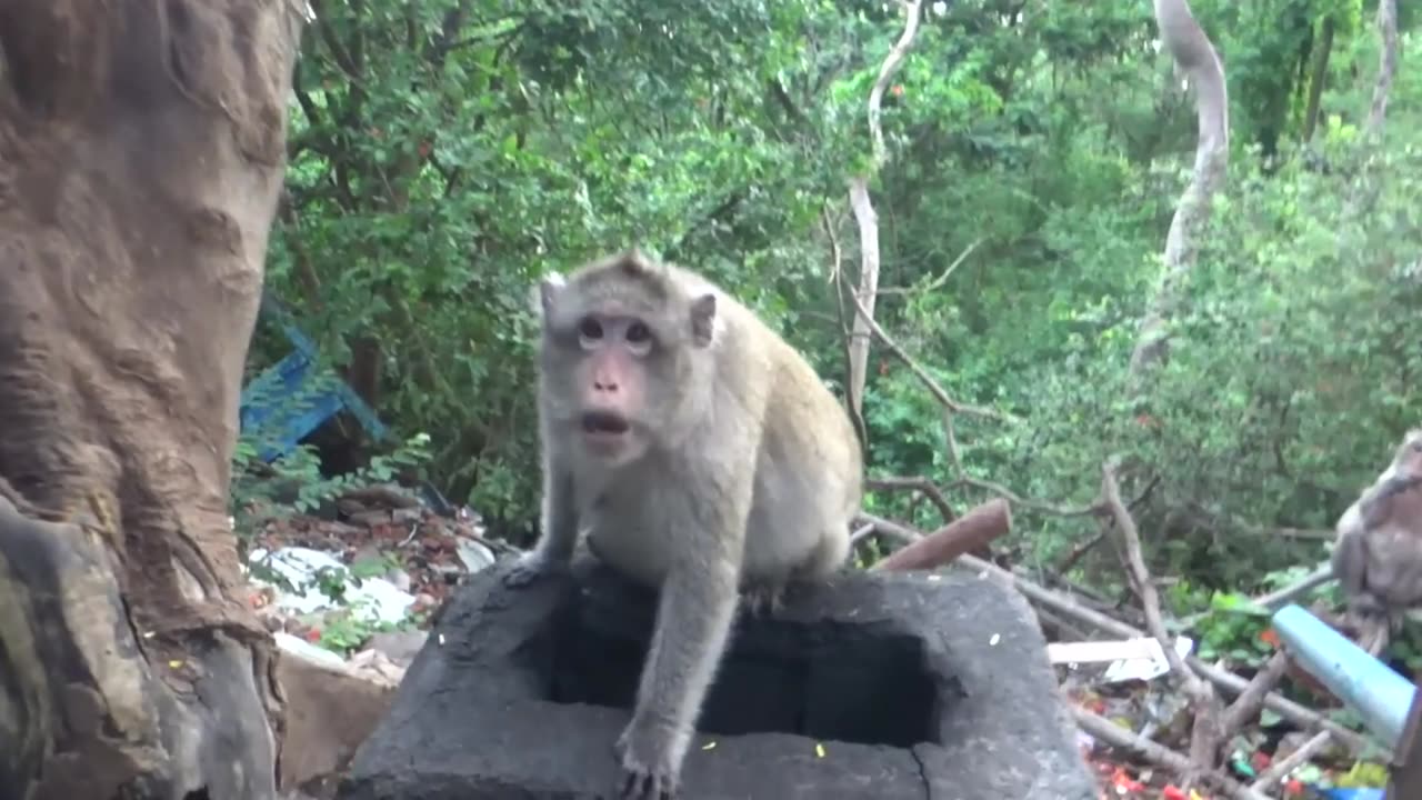 angry monkey reaction