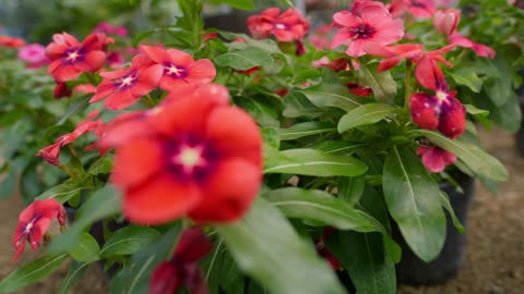 Close shot of flowering plants in a nursery