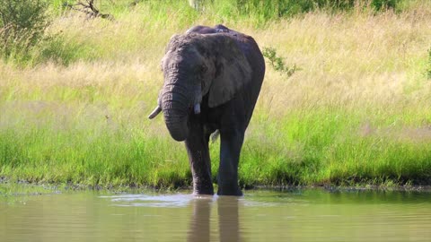 Big Elephant Drinking The Water