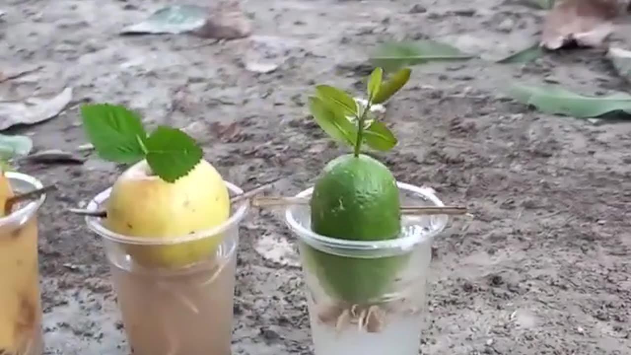How to Grow banana tree from banana 🍌🍌🍌, Apple Tree From Apple 🍏🍎🍏 and lemon tree from lemon
