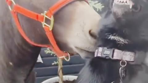 Animal funny video 🤣