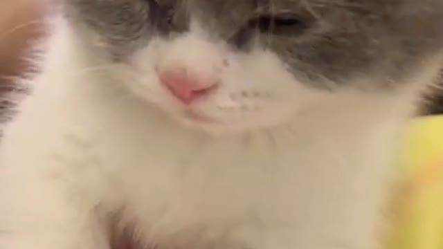 Cute Cats and Funny Animals Compilation 😹 Try Not To Laugh Challenge - Cute Cat 091