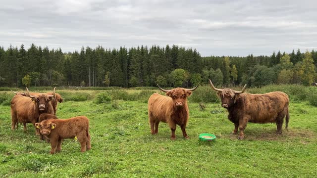 Some kind of cow battle