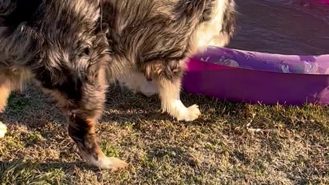 Australian Shepherd Fishes Ice Out of Kiddie Pool