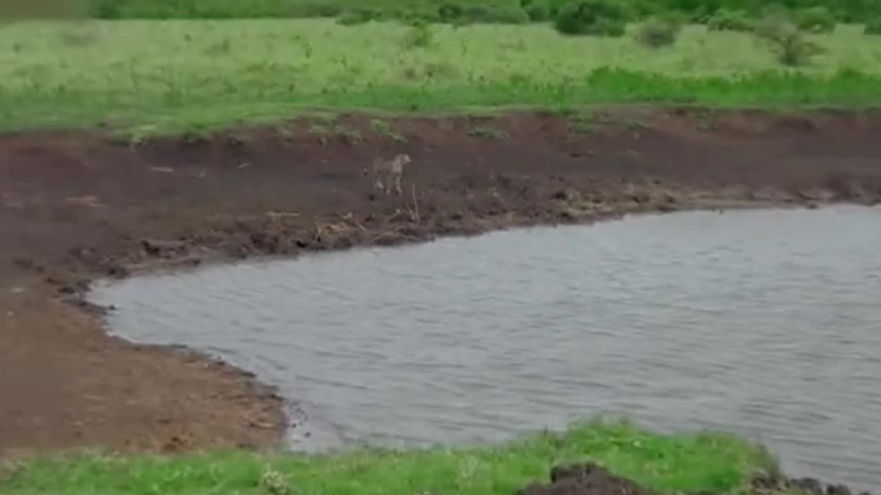 How crocodile hunts under the water