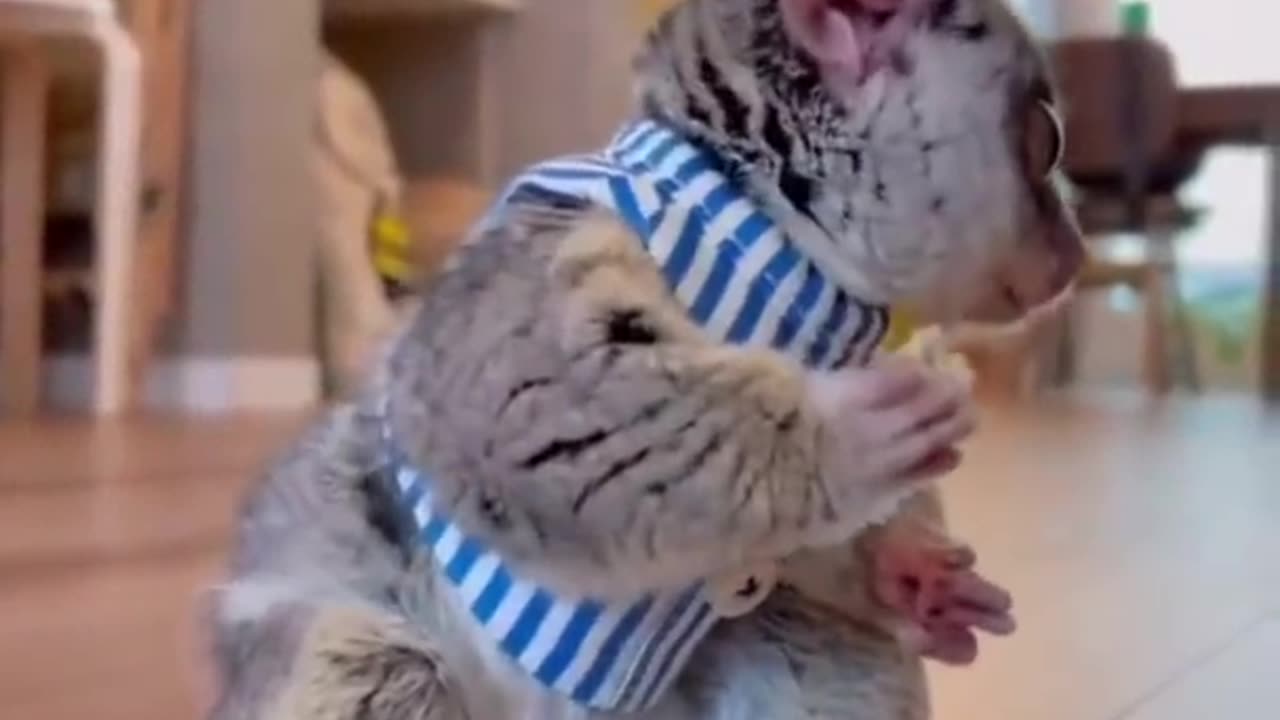 Funny animal video 😹🤣