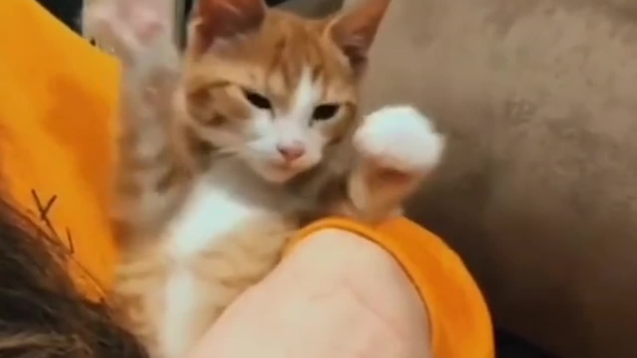 Funny catπππ€ͺπ€ͺπ€ͺ