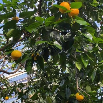 DO YOU OWN FRUIT TREES? #explore