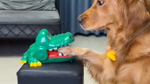 Dog and crocodial