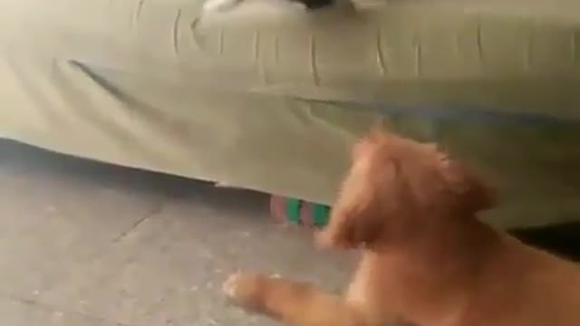 Cute Pet Video