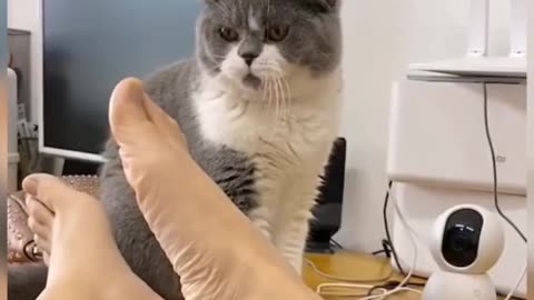 Cat Funny Video 🤣