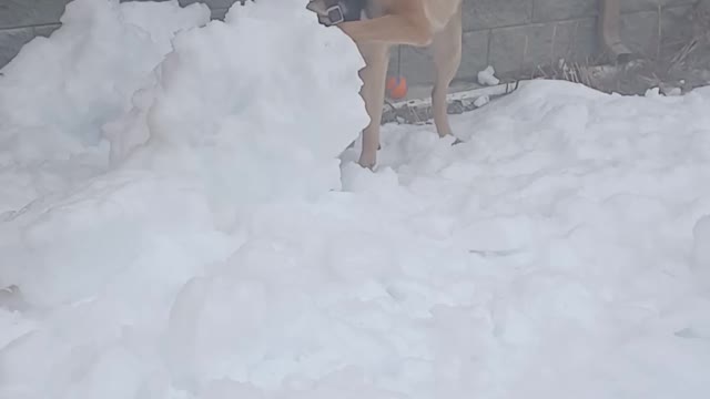 My Dog ate the Glaciers, not climate change