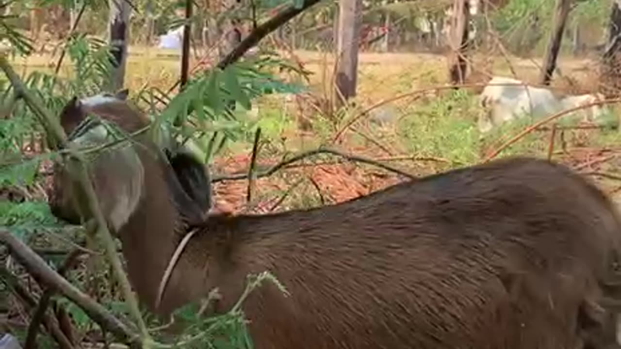 beautiful clip with cute goat5