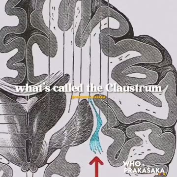 Jim Carrey - il liquido dorsale