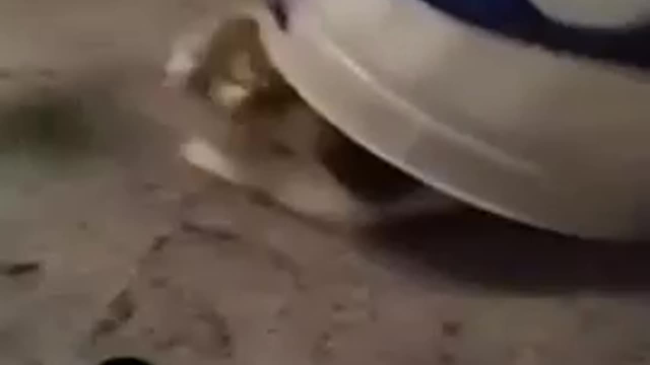 animals - funny animal videos funny animals life funny animals