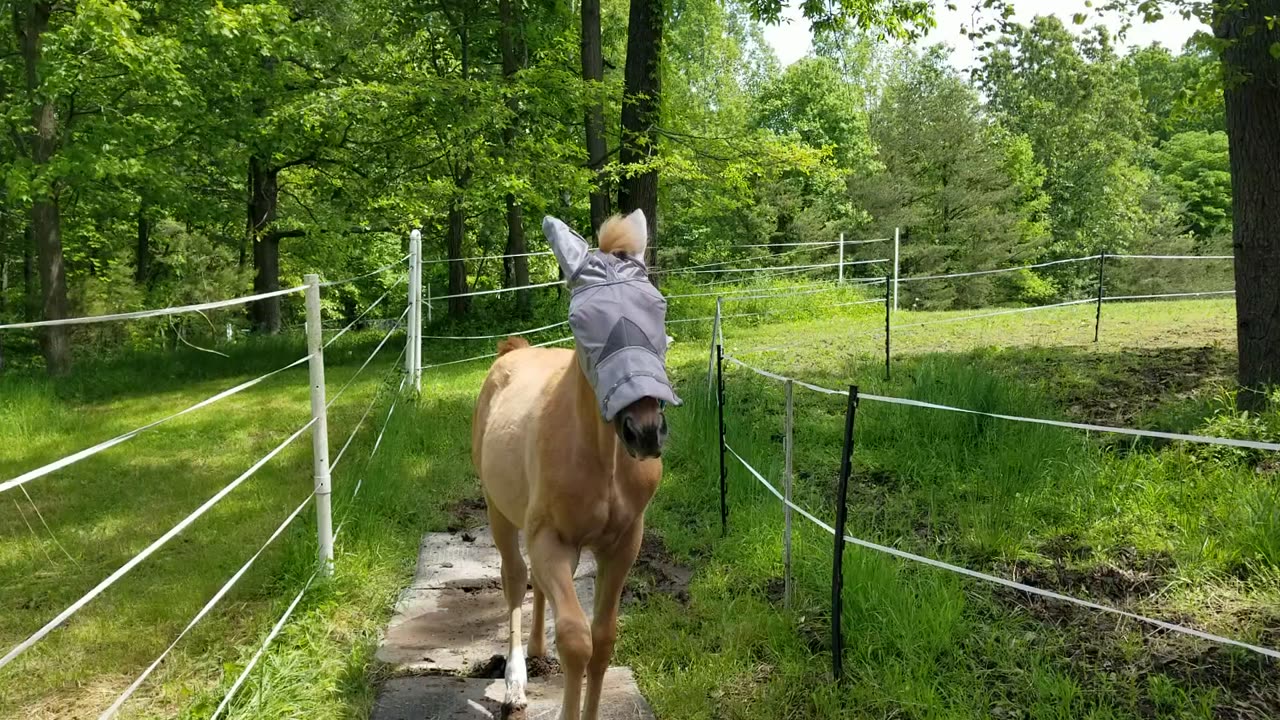 First fly mask