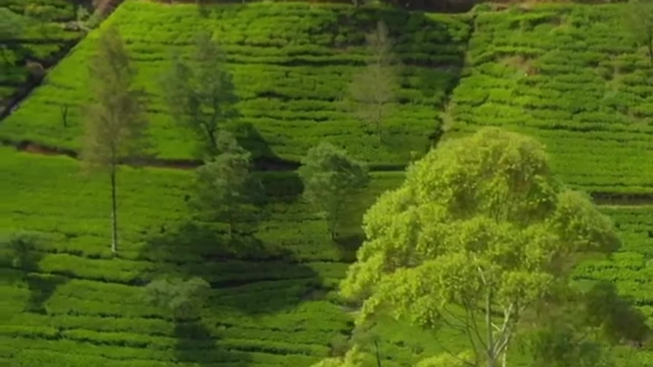 Ceylon tea