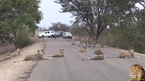 Largest Lion Pride Ever Blocking Road In Kruger Park