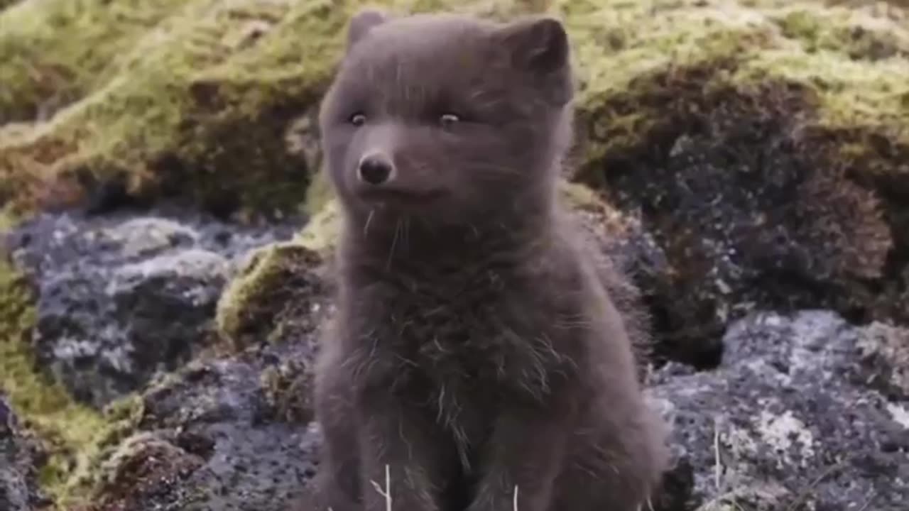 Arctic fox cub 😍