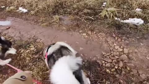 Funny dog | naughty dog |dog training | trending