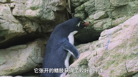 Penguin actually climbs with bare hands