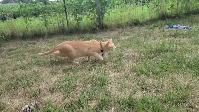 Cat pounces on Finnegan fox! Finnegan Laughs!