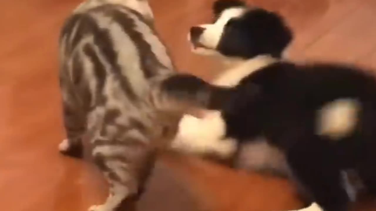 Funniest Animals Planet - best funny animals video 2023 funny cats video