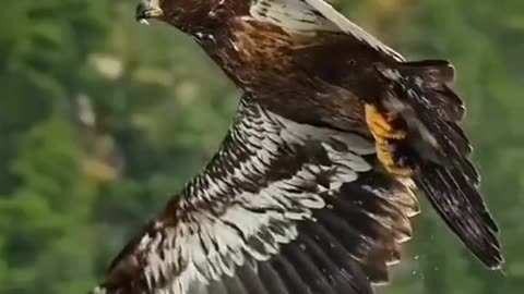 The eagle hunting fish at the water