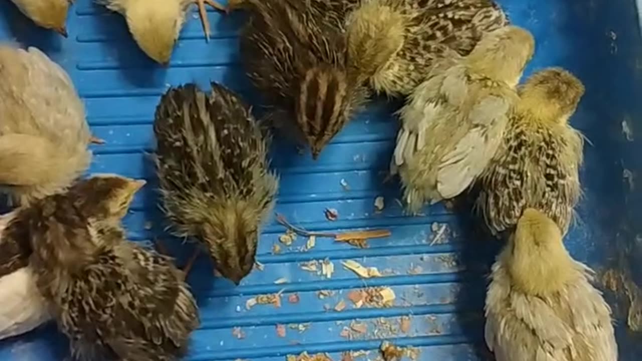 Tons of Colorful Baby Button Quail